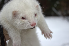 Kenelle fretti sopii lemmikiksi ferret albiino fretti