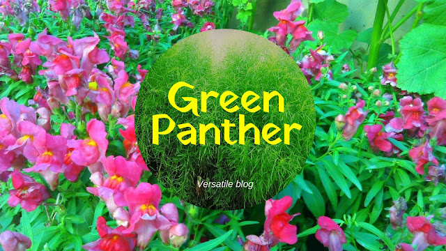 8 Words for nature lovers Meaning of green panther