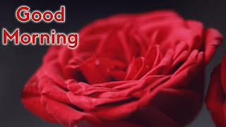 good morning good morning