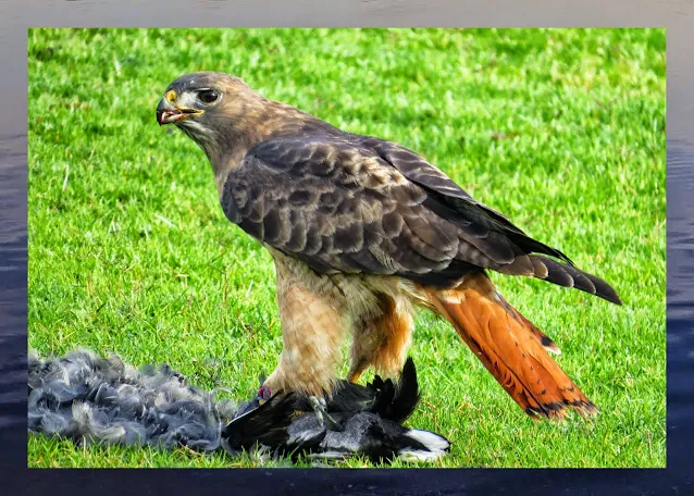 Bird watching Bay Area: Red-tailed Hawk with a kill in Shoreline Park