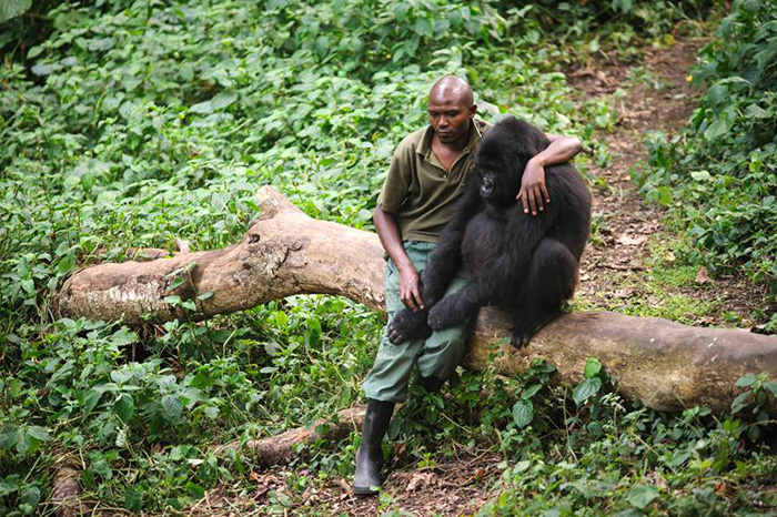 A Park Ranger Comforts A Sad Gorilla That Just Lost Its Mother
