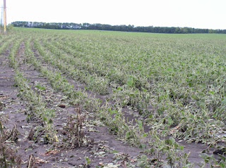 hail-damaged soybean-july7