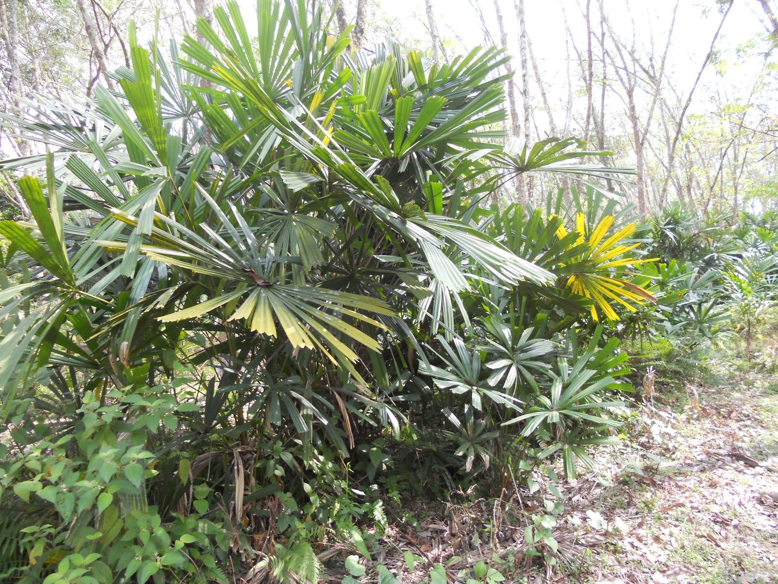 merbuk n tekukur: BACK TO LANGKAWI - Ketupat Palas