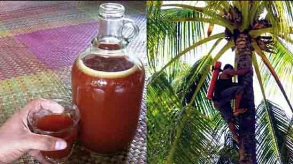 Wonder Fruits, Plants and Seeds MGA BENEPISYO NA MAKUKUHA SA TUBA