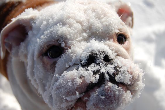 Beautiful winter scene with English bulldog in snow