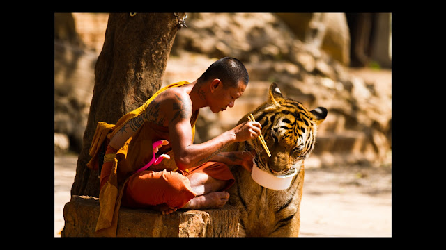Tiger and Monk together