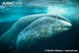 Ikan Paus Biru Terbesar di Dunia