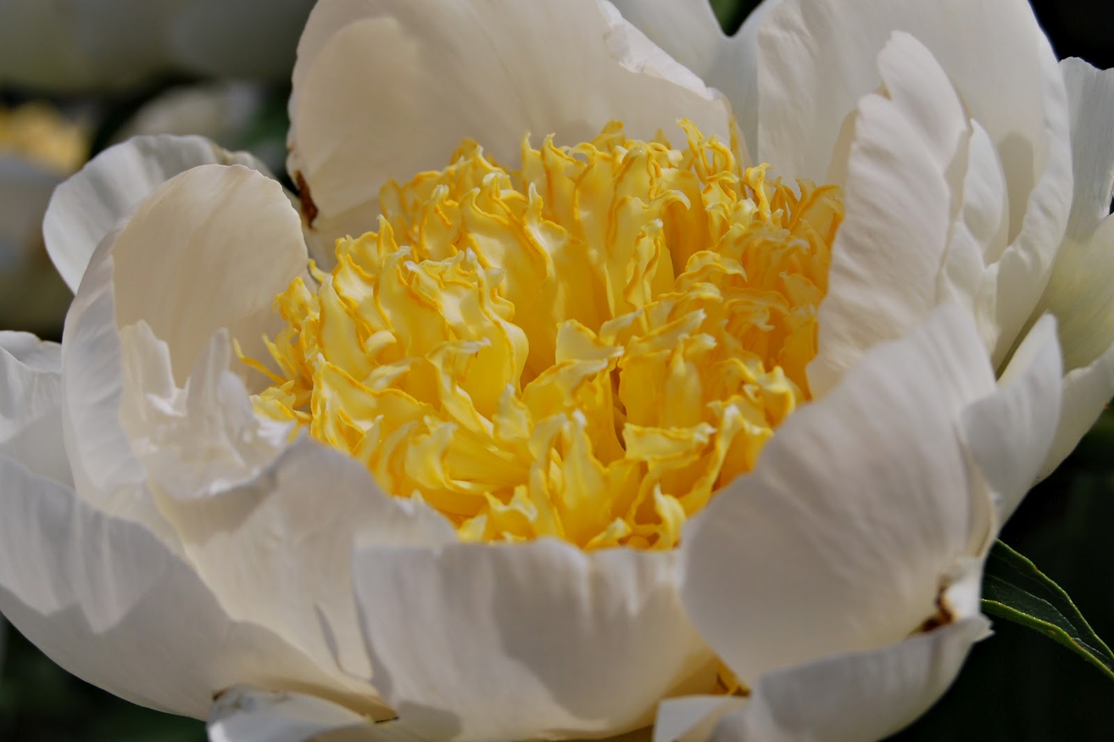 Lilac Gate Japanese Hybrid Peonies