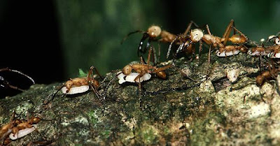 Hormigas devastadoras