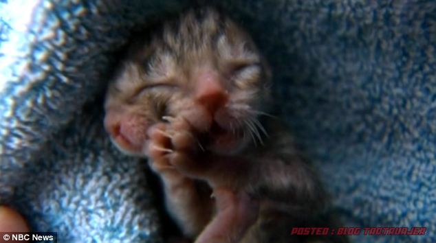 Subhanallah Janus Kucing Lahir Dua Muka 3 Gambar Blog Anak