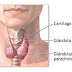 La tiroides: el panel de control que regula tu cuerpo