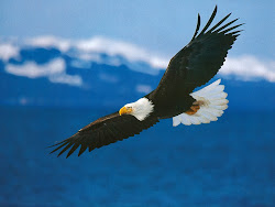 flying birds wallpapers desktop backgrounds bird flight background keywords