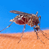 SAÚDE / Conheça lugares inusitados em que o Aedes aegypti se ‘esconde’