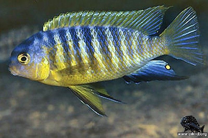 jenis jenis ikan cichlid ( Malawi Cichlids ) Gambar jenis jenis ikan cichlid ( Malawi Cichlids ) - Pola Warna Njambe