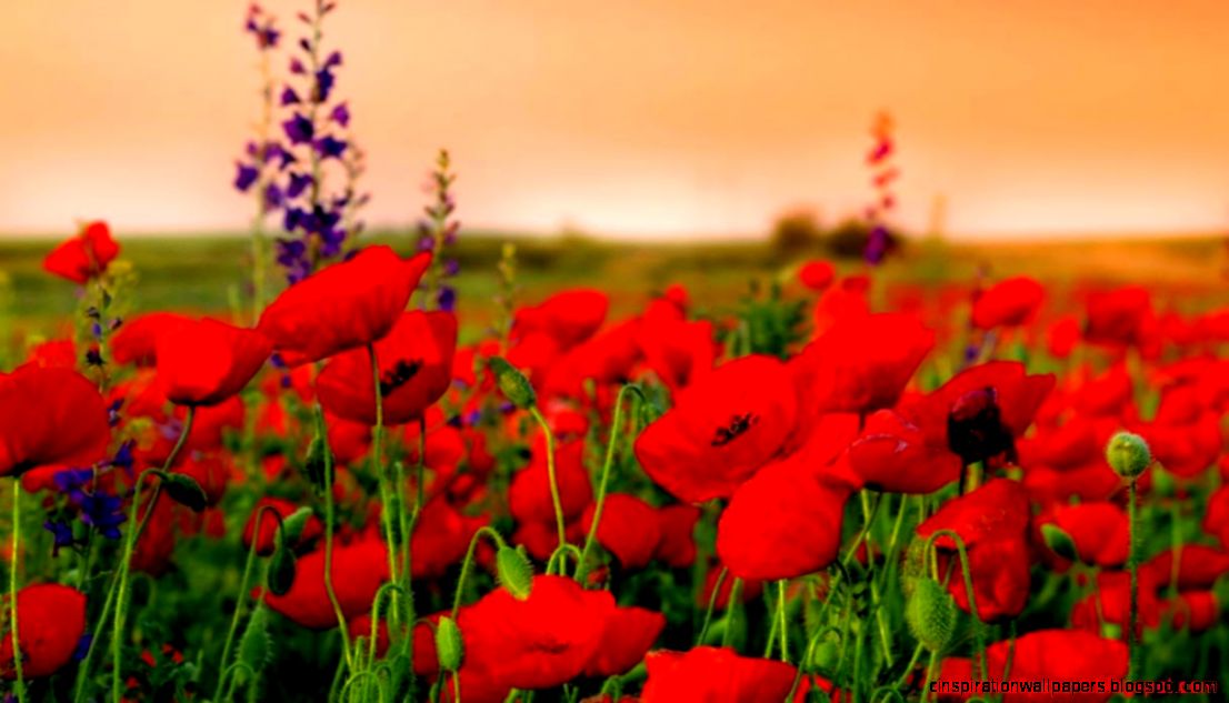 Wallpaper Hd Widescreen High Quality Desktop Flower   1216x704