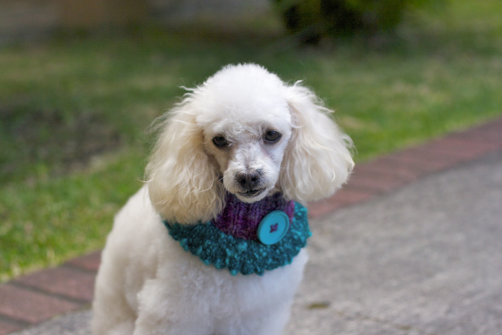 I love you, poodle. A poodle and his sweaters.
