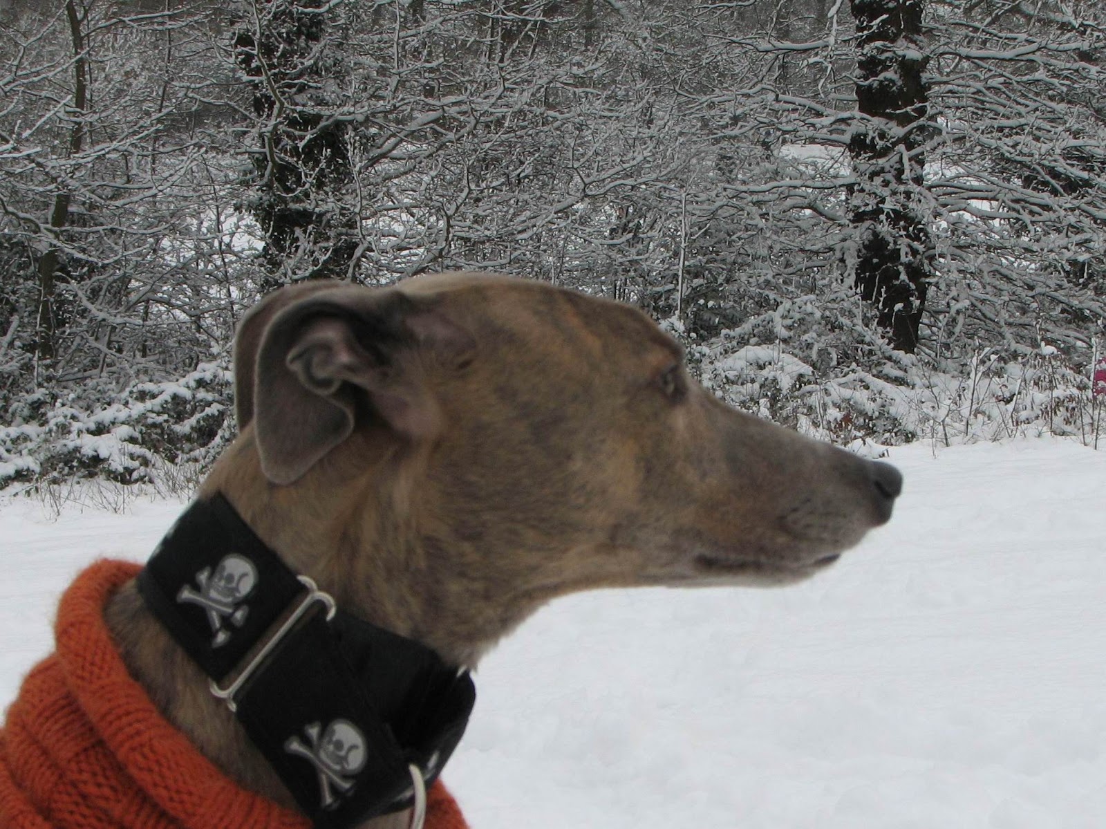 GREYHOUNDS Living as a Solo Dog, Doing Two Dogs' Jobs