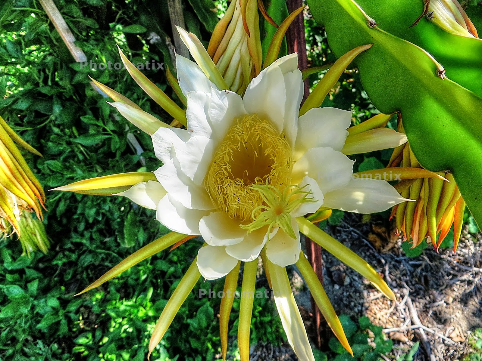 Guacamole Gulch Dragon Fruit In Bloom