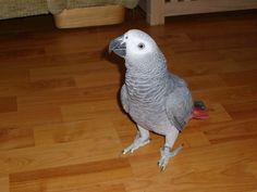 parrot images