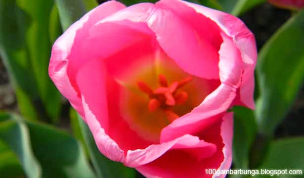  Bunga  Tulip  Mari Mengenalnya Lebih Jauh Gambar  Bunga 