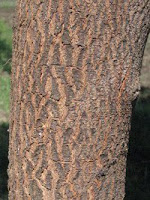http://www.altairgate.com/2022/11/perbedaan-pohon-mimba-dan-pohon-mindi.html