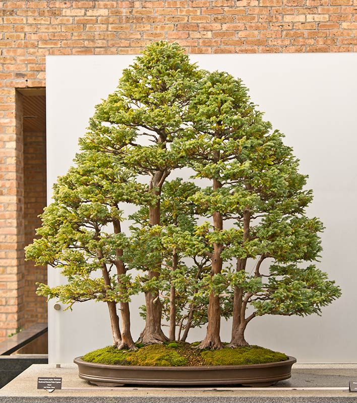 Walter's Travelogues Chicago Botanic Garden bonsai collection