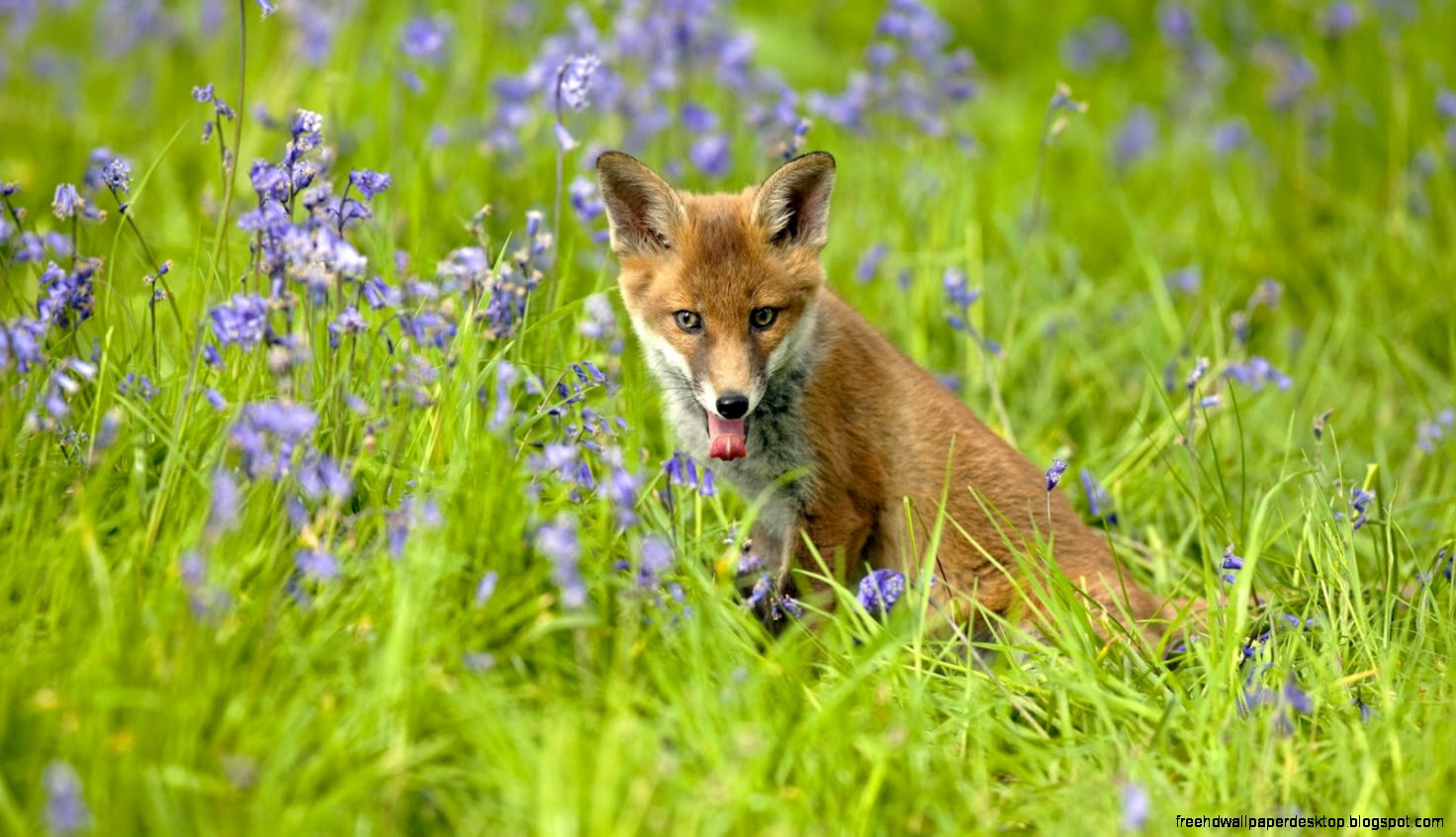 Red Fox Running in Grass