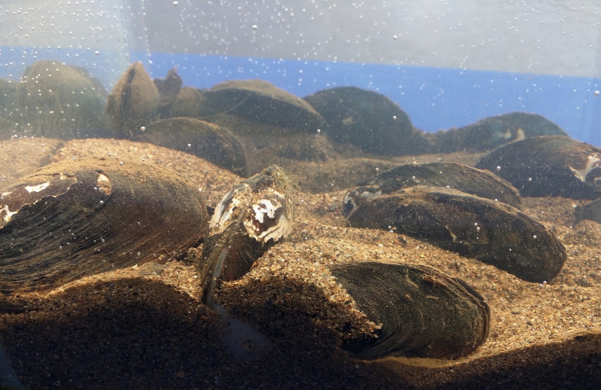 PA Environment Digest Blog Fairmount Water Works Shows Of Its Mussels