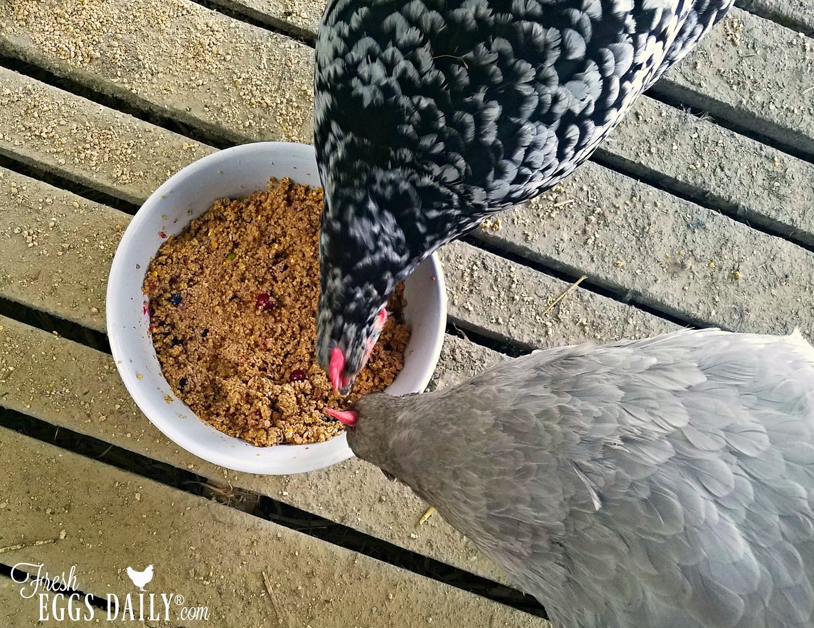 The Five Best Summertime Treats for Chickens Fresh Eggs Daily® with