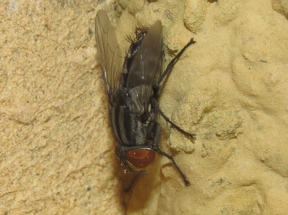 Blue Jay Barrens Pipe Organ Mud Dauber Wasp and Parasitic Fly