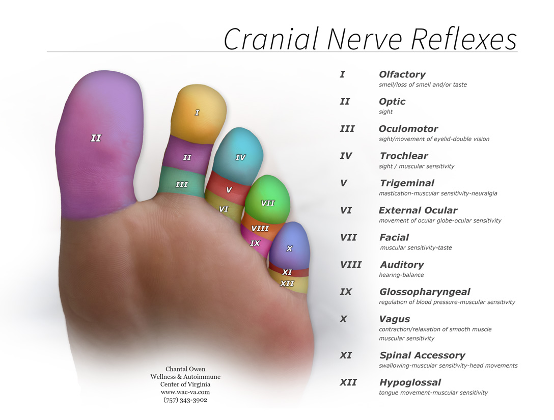 Cranial Reflexology Chart