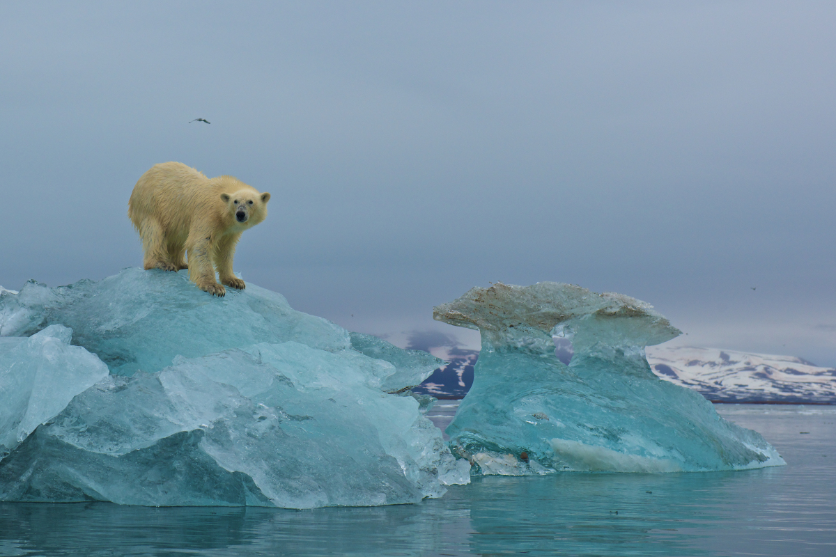 Обитатели полюсов. Северный Ледовитый океан белый медведь. Северный полюс Северный Ледовитый океан. Арктика Северный Ледовитый океан. Белые медведи во льдах Северного Ледовитого океана.