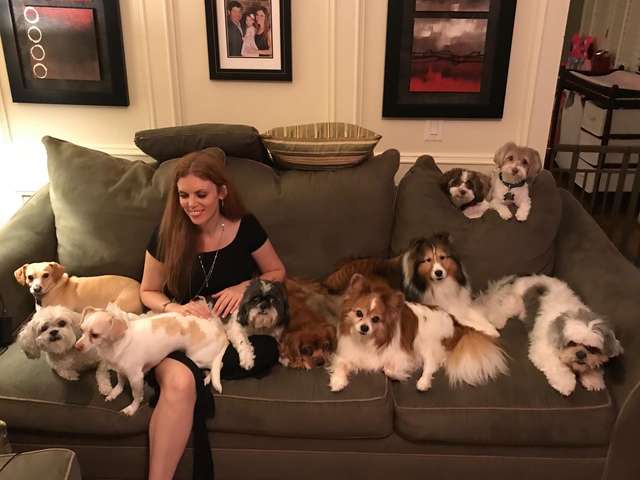 11 Dogs Sat Perfectly Still For The Most Adorable Family Portrait Ever