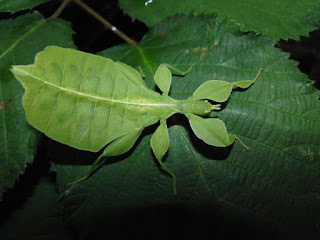 Yaprak Böceği, Phyllium Bioculatum, Phyllium, Filyum