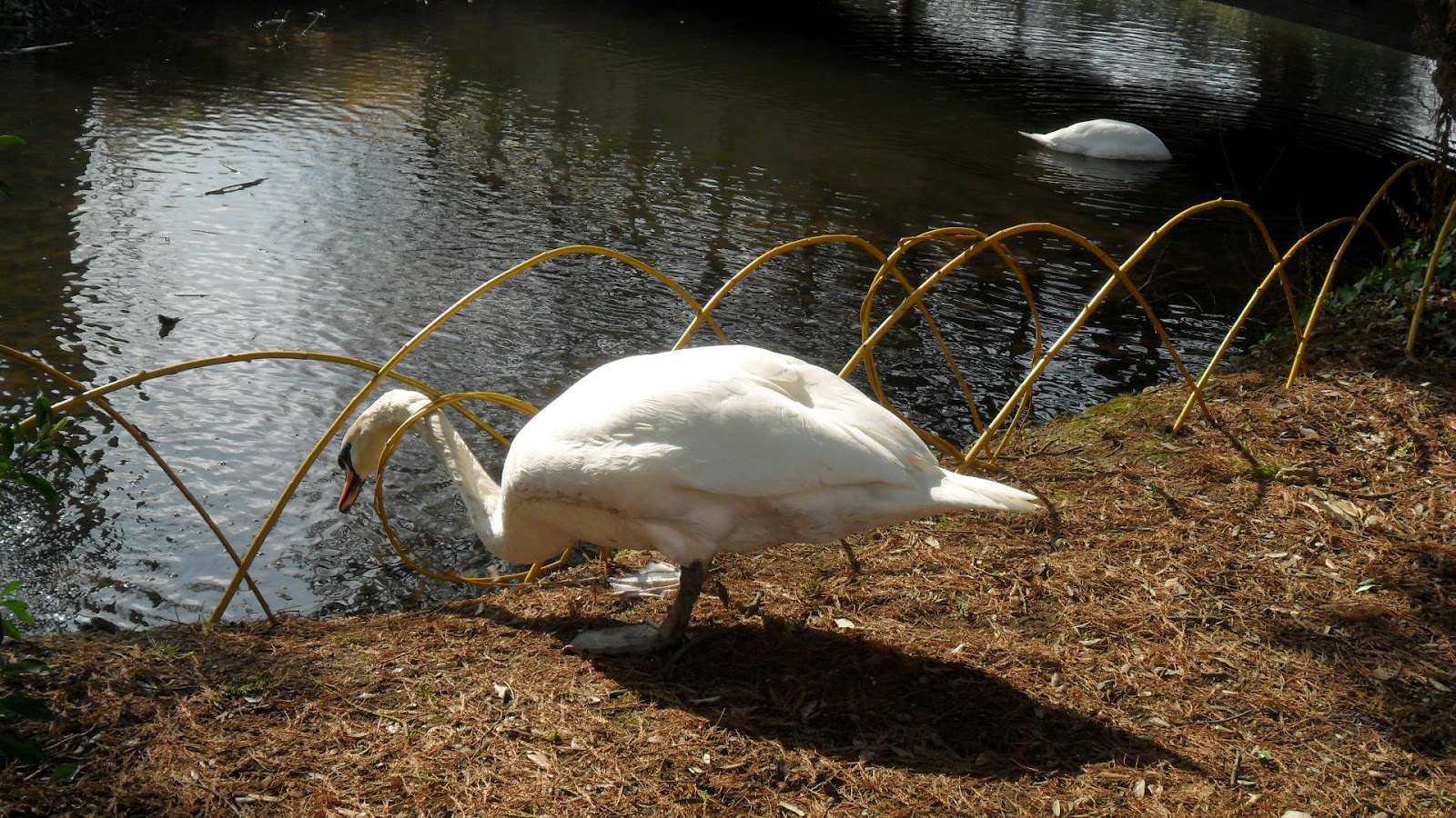 Worcester College Gardeners 20092018 Willow Weaving A Goose Proof