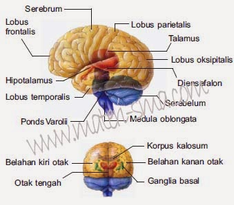 Bagian-bagian otak manusia