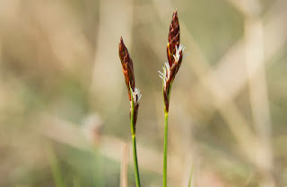 lappangó sás (Carex humilis).