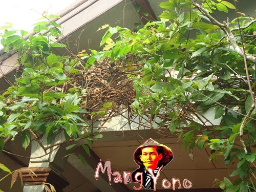 Halaman Rindang Dan Berbunga, Burung  Datang Dan Bersarang-Blog mang yono