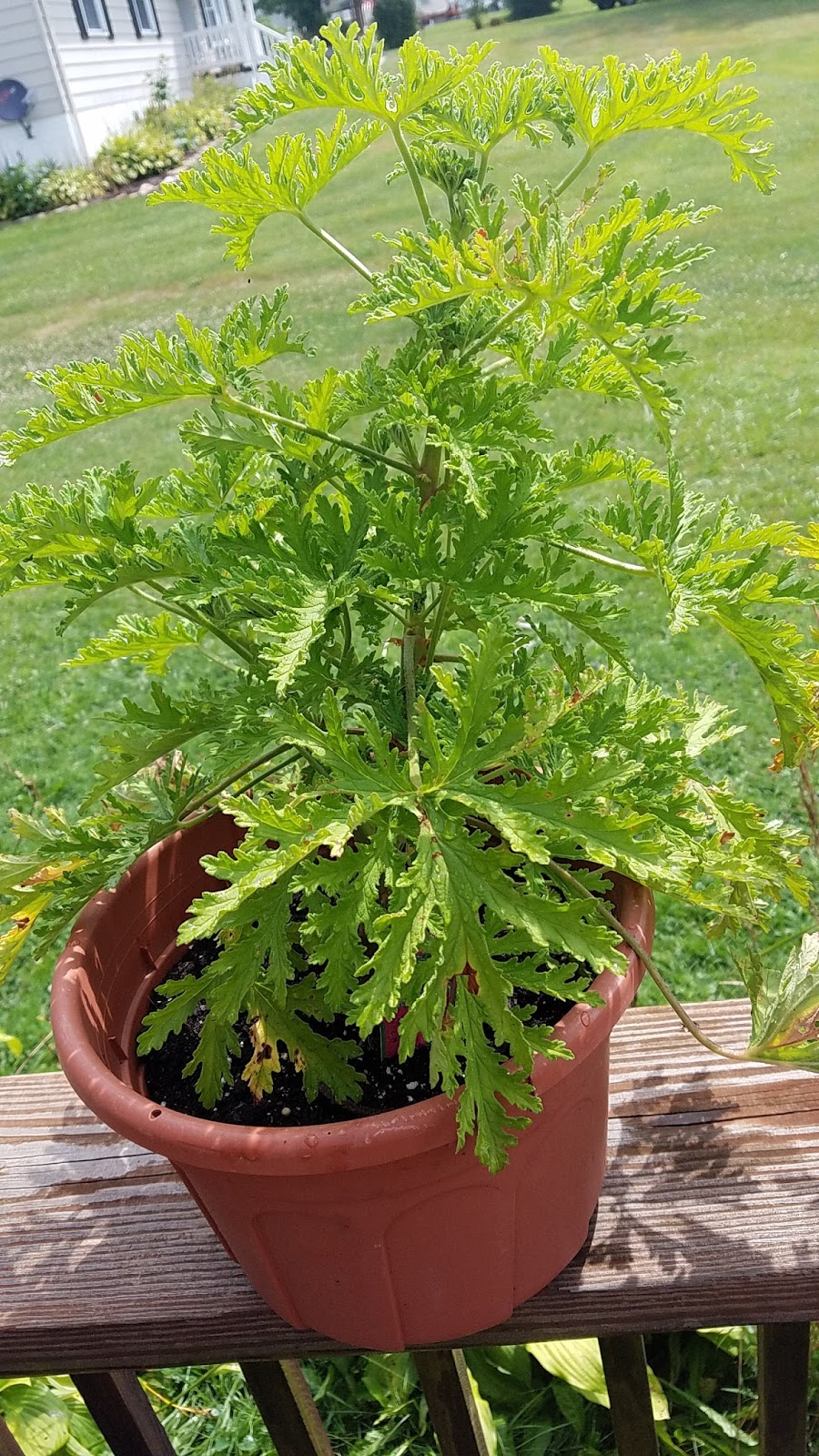 Farming With Cianna Citronella, Citronella, and More Citronella!