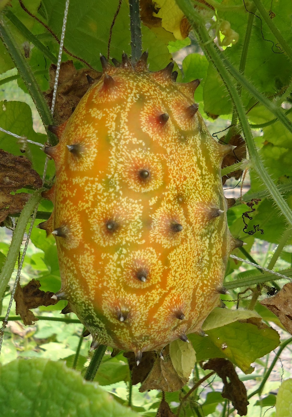 Little St. Simons Island's Organic Garden: Horned Melon!?!?