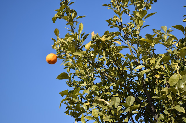 DSC_0061.JPG