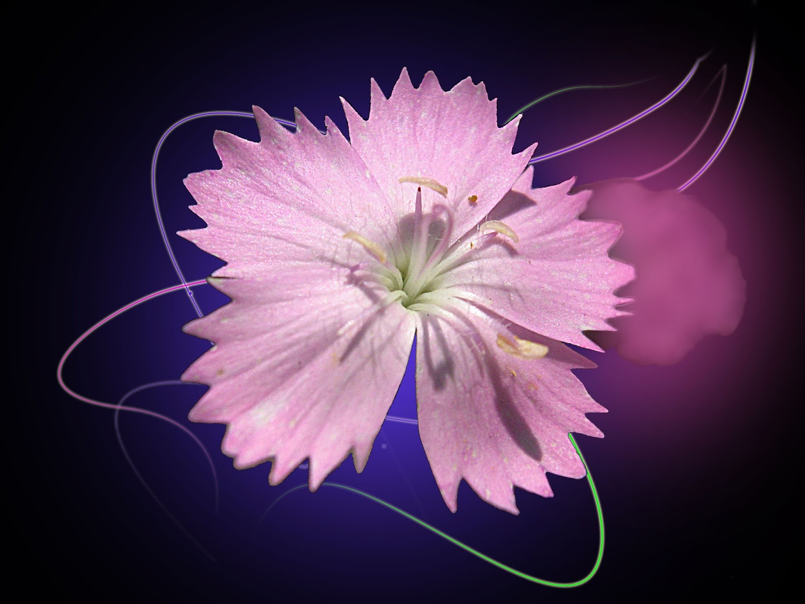 Обои в цветочек: 1152×864 (Ещё дикие)