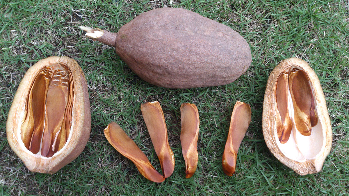 The Period Craftsmen The Luxury of Mahogany