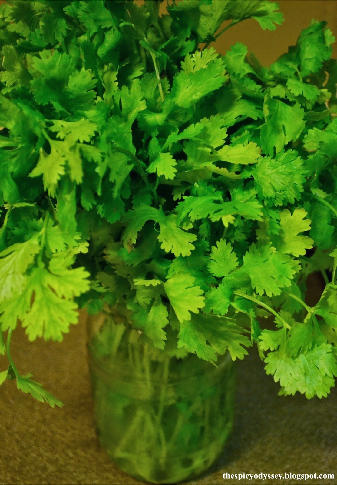 How to store Coriander/Cilantro fresh in the fridge for more than 2 weeks!