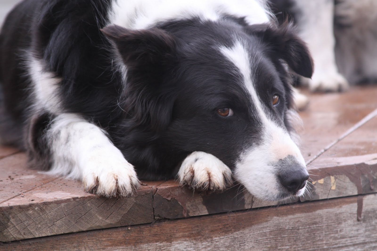 55 Where Can I Adopt A Border Collie Puppy Image Bleumoonproductions