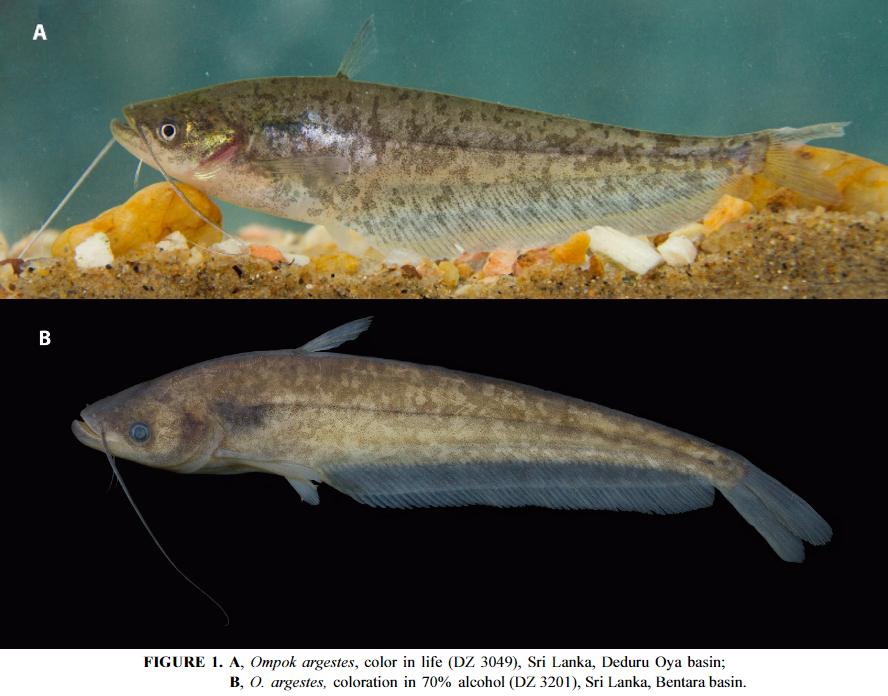Species New to Science [Ichthyology • 2016] Ompok argestes • A New