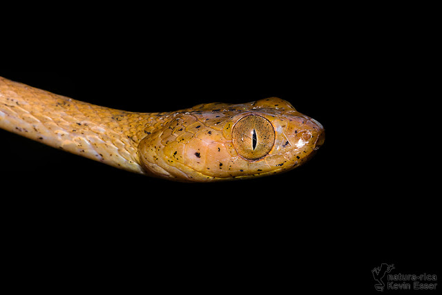 Plain Blunt-headed Tree Snake - Imantodes inornatus