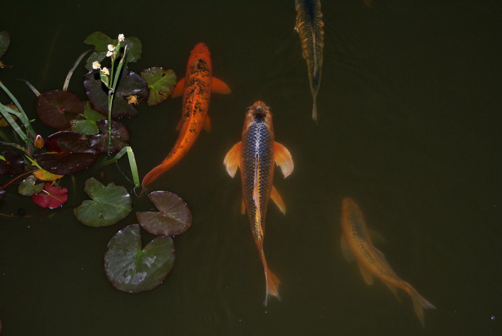 Custom Koi Pond Denver / Art of the Yard Denver CO