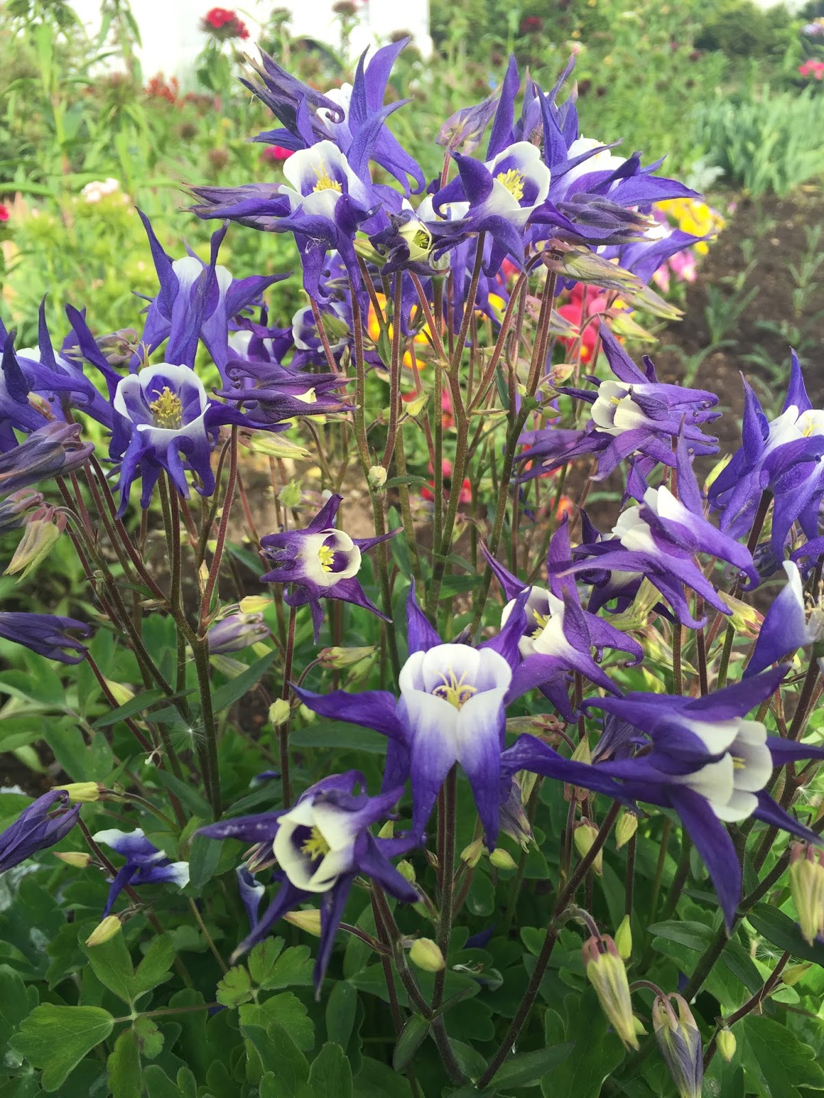 西洋オダマキの開花