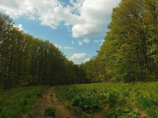 Wejście do lasu. Wejście do lasu.